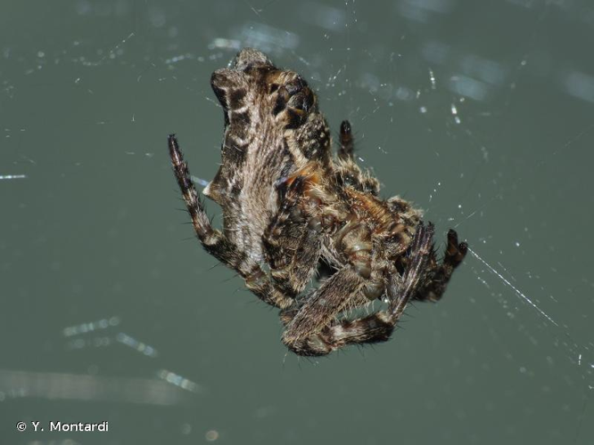 <i>Cyrtophora citricola</i> (Forskål, 1775) &copy; Y. Montardi