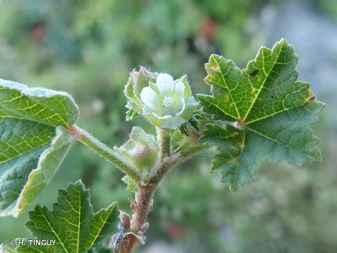 <i>Malva parviflora</i> L., 1753 &copy; H. TINGUY