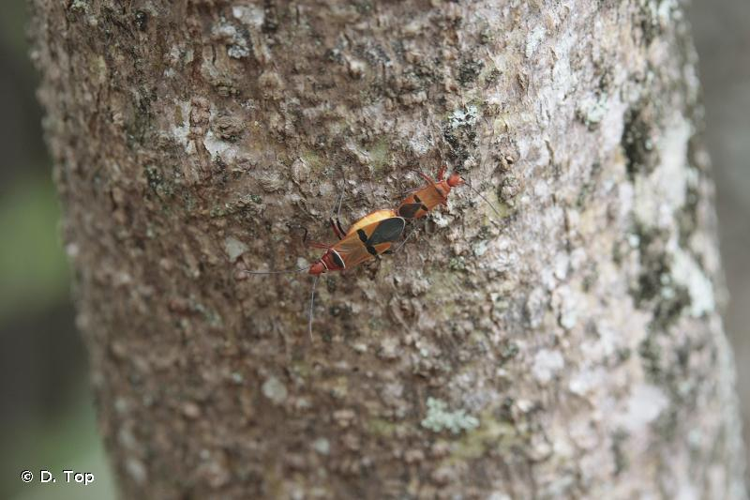 <i>Dysdercus fasciatus</i> Signoret, 1861 &copy; D. Top