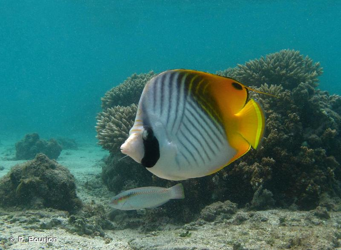 <i>Chaetodon auriga</i> Forsskål, 1775 &copy; P. Bourjon