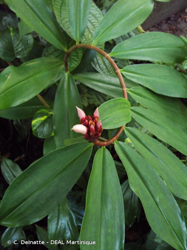 <i>Costus speciosus</i> (J.Koenig) Sm., 1791 &copy; C. Delnatte - DEAL Martinique