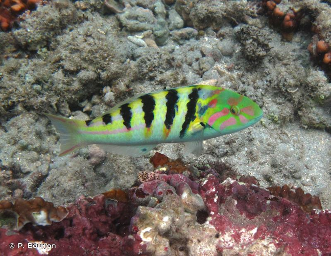 <i>Thalassoma hardwicke</i> (Bennett, 1830) &copy; P. Bourjon