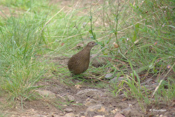 <i>Coturnix coturnix africana</i> Temminck & Schlegel, 1849 &copy; P. Gourdain