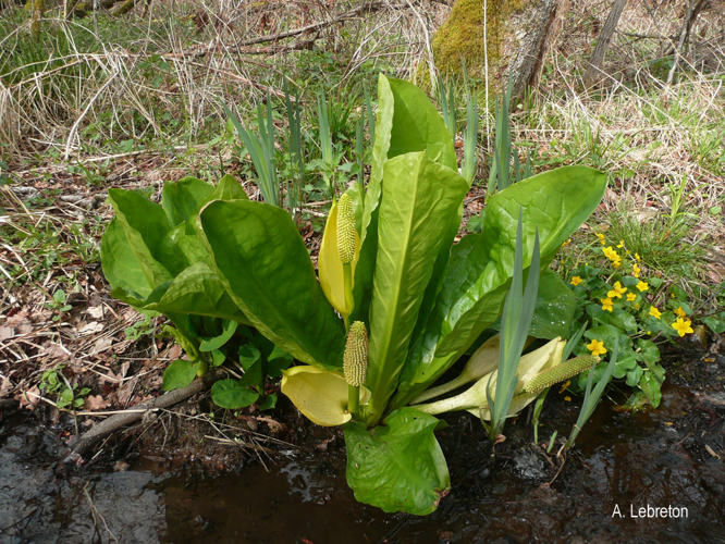 <i>Lysichiton americanus</i> Hultén & H.St.John, 1931 &copy; A. Lebreton