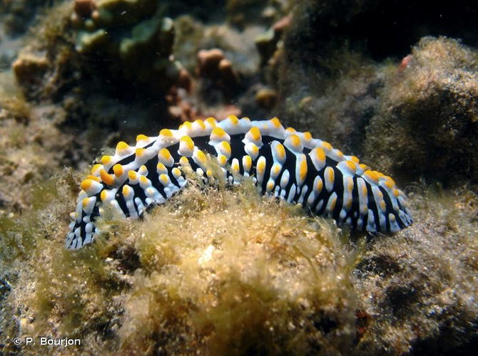 <i>Phyllidia varicosa</i> Lamarck, 1801 &copy; P. Bourjon