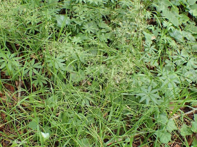 <i>Agrostis stolonifera </i>L., 1753 var.<i> stolonifera</i> &copy; null