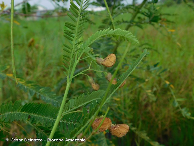 <i>Sesbania grandiflora</i> (L.) Poir., 1806 &copy; César Delnatte - Biotope Amazonie