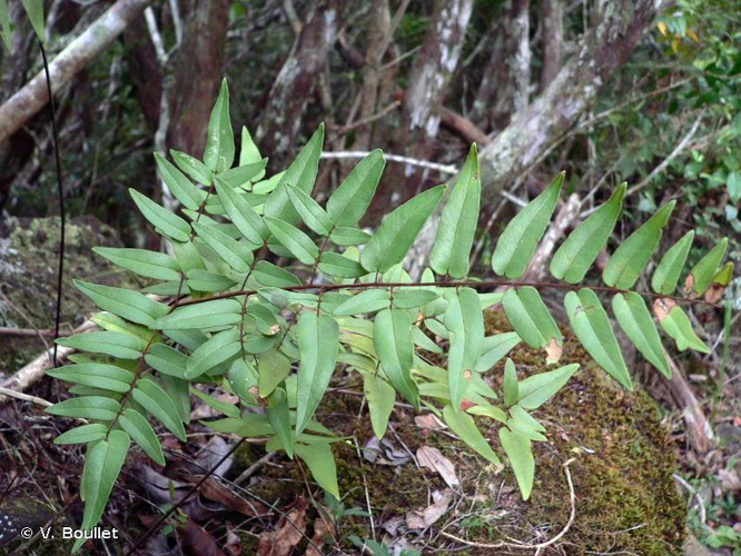 <i>Pellaea angulosa</i> (Bory ex Willd.) Baker, 1874 &copy; V. Boullet