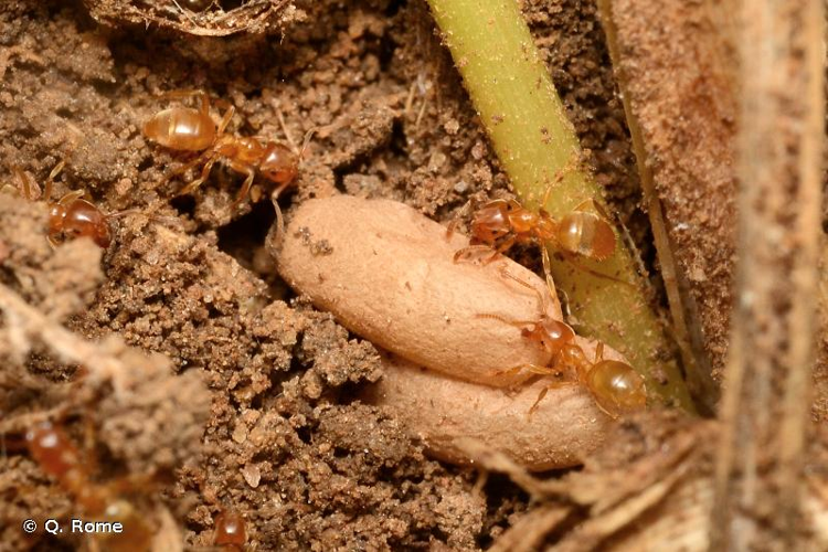 <i>Lasius flavus</i> (Fabricius, 1782) &copy; Q. Rome