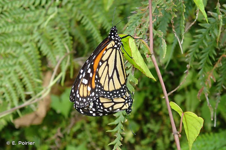 <i>Danaus plexippus megalippe</i> (Hübner, 1826) &copy; E. Poirier
