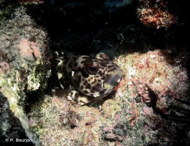 <i>Cirrhitus pinnulatus</i> (Forster, 1801) &copy; P. Bourjon