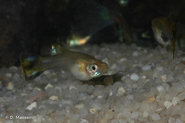 <i>Poecilia reticulata</i> Peters, 1859 &copy; D. Massemin