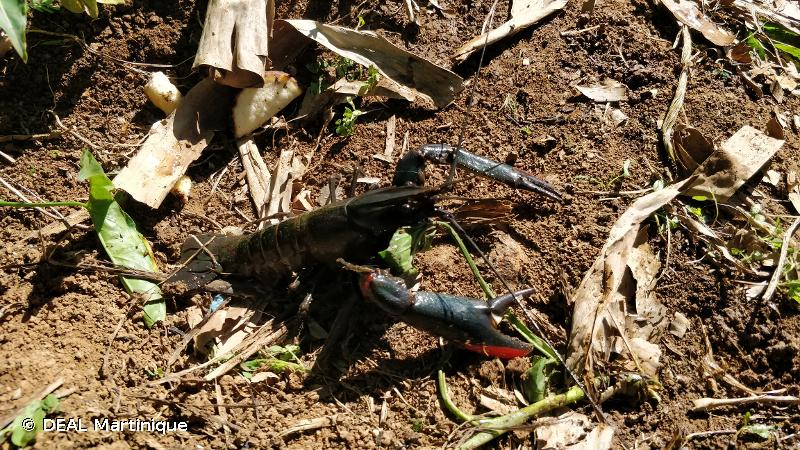 <i>Cherax quadricarinatus</i> (von Martens, 1868) &copy; DEAL Martinique