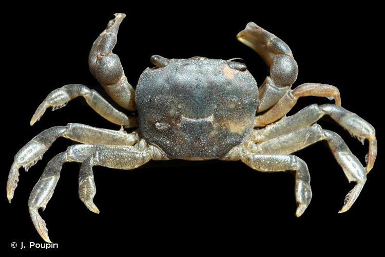 <i>Ptychognathus hachijoensis</i> Sakai, 1955 &copy; J. Poupin