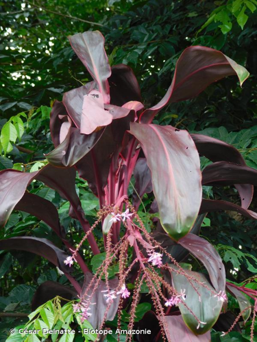 <i>Cordyline fruticosa</i> (L.) A.Chev., 1919 &copy; César Delnatte - Biotope Amazonie