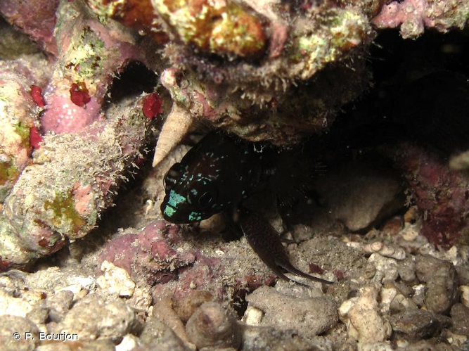 <i>Plesiops coeruleolineatus</i> Rüppell, 1835 &copy; P. Bourjon