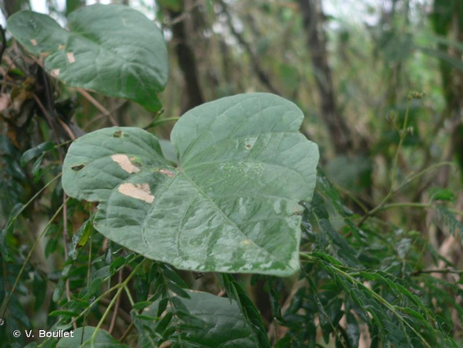 <i>Ipomoea ochracea</i> (Lindl.) G.Don &copy; V. Boullet