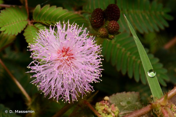 <i>Mimosa pudica</i> L., 1753 &copy; D. Massemin