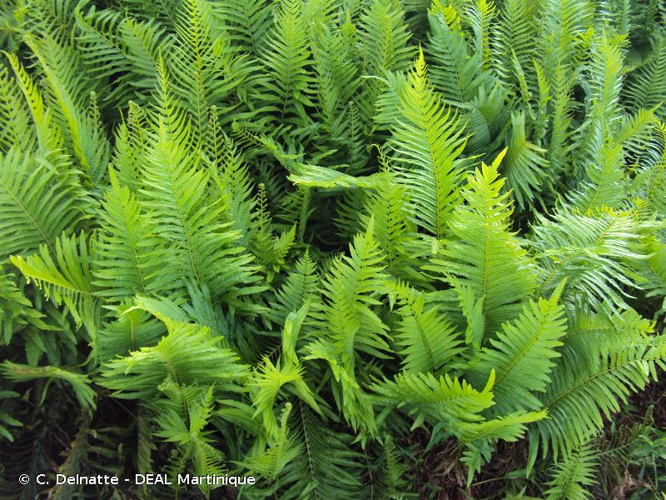 <i>Cyclosorus interruptus</i> (Willd.) H.Itô, 1937 &copy; C. Delnatte - DEAL Martinique