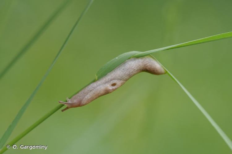 <i>Deroceras reticulatum</i> (O.F. Müller, 1774) &copy; O. Gargominy