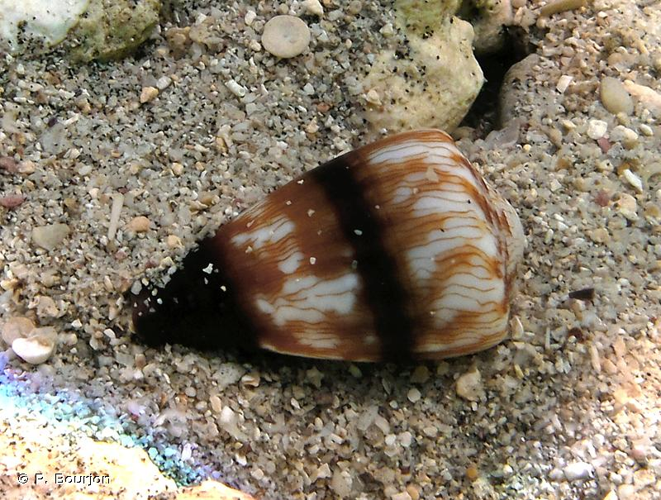 <i>Conus miles</i> Linnaeus, 1758 &copy; P. Bourjon