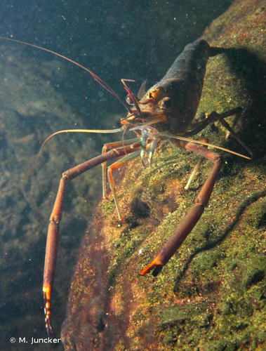 <i>Macrobrachium lar</i> (Fabricius, 1798) &copy; M. Juncker