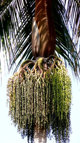 <i>Acanthophoenix rousselii</i> N.Ludw., 2006 &copy; Particulier - Nicole Ludwig