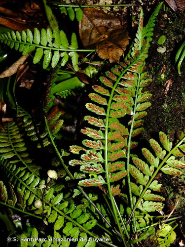 <i>Asplenium auritum</i> Sw., 1801 [nom. illeg. superfl.] &copy; S. Sant/Parc Amazonien de Guyane