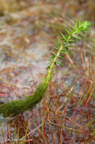 <i>Myriophyllum heterophyllum</i> Michx., 1803 &copy; A. Lebreton