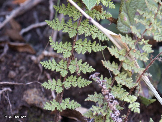 <i>Cheilanthes hirta</i> Sw., 1806 &copy; V. Boullet