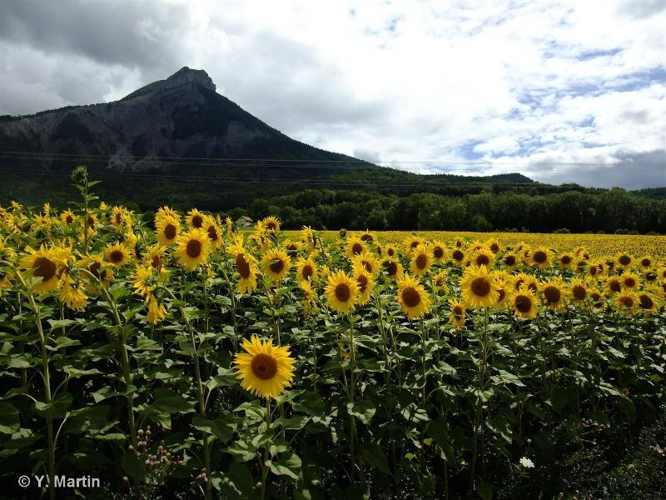 <i>Helianthus annuus</i> L., 1753 &copy; null