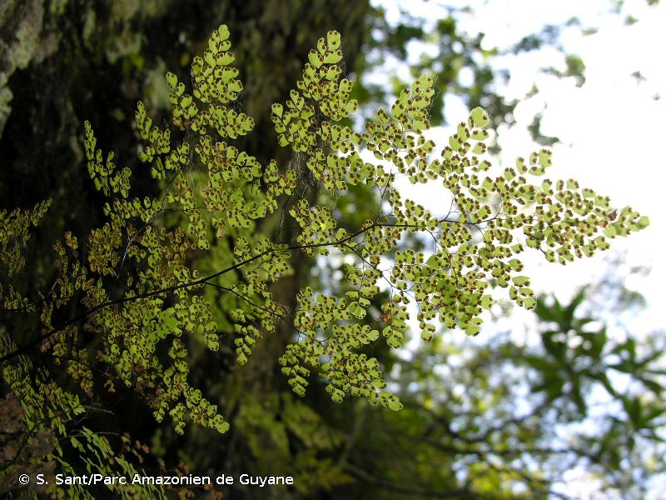 <i>Adiantum raddianum</i> C.Presl, 1836 &copy; S. Sant/Parc Amazonien de Guyane