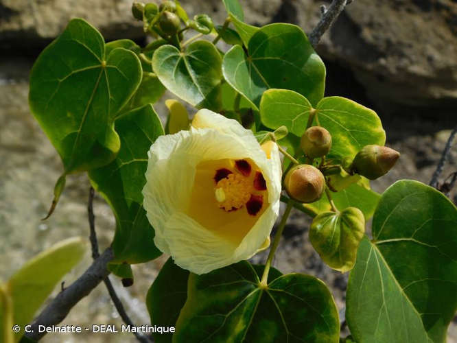 <i>Thespesia populnea</i> (L.) Sol. ex Corrêa, 1807 &copy; C. Delnatte - DEAL Martinique