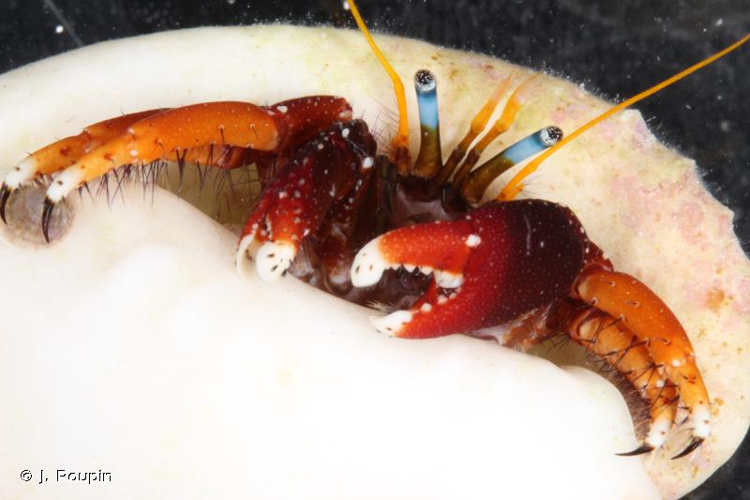 <i>Calcinus morgani</i> Rahayu & Forest, 1999 &copy; J. Poupin
