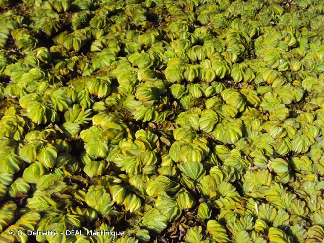<i>Salvinia molesta</i> D.S.Mitch., 1972 &copy; C. Delnatte - DEAL Martinique