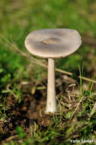 <i>Volvariella gloiocephala</i> (DC. : Fr.) Boekhout & Enderle &copy; Y. Sellier