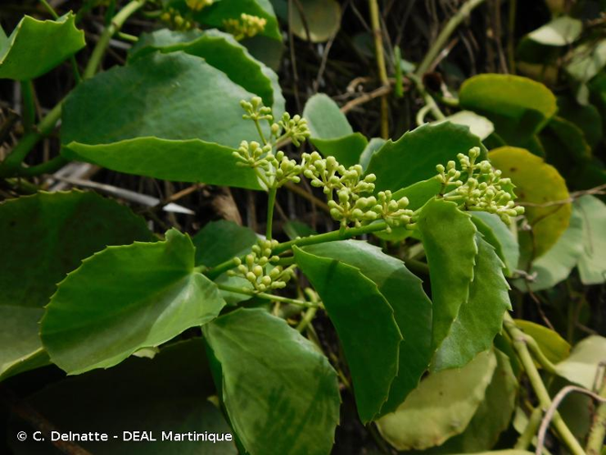 <i>Cissus rotundifolia</i> (Forssk.) Vahl, 1790 &copy; C. Delnatte - DEAL Martinique