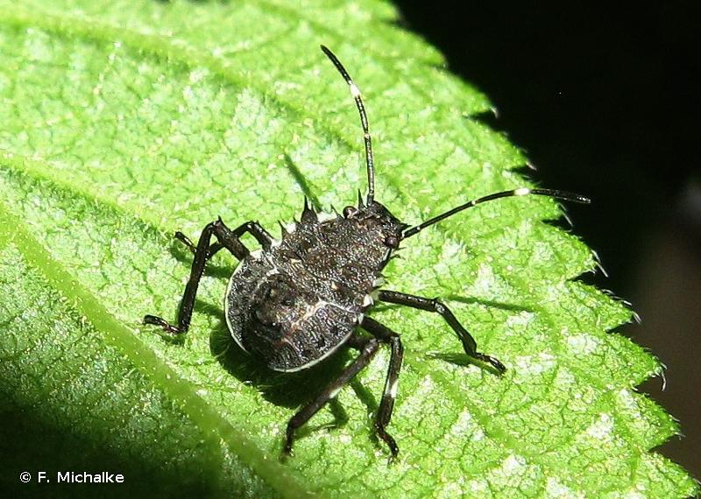 <i>Halyomorpha halys</i> (Stål, 1855) &copy; F. Michalke