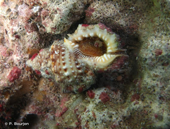 <i>Bursa granularis</i> (Röding, 1798) &copy; P. Bourjon