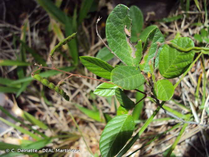 <i>Desmodium incanum </i>var.<i> angustifolium</i> Griseb., 1859 &copy; C. Delnatte - DEAL Martinique