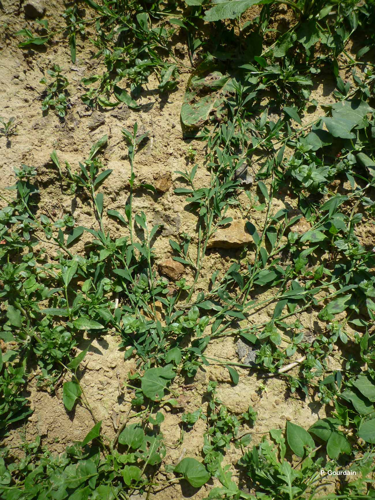 <i>Polygonum aviculare</i> L., 1753 &copy; P. Gourdain