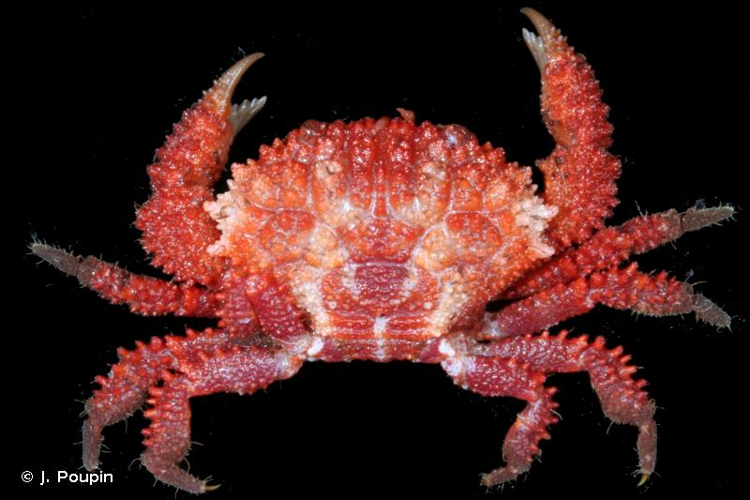 <i>Epiactaea nodulosa</i> (White, 1848) &copy; J. Poupin