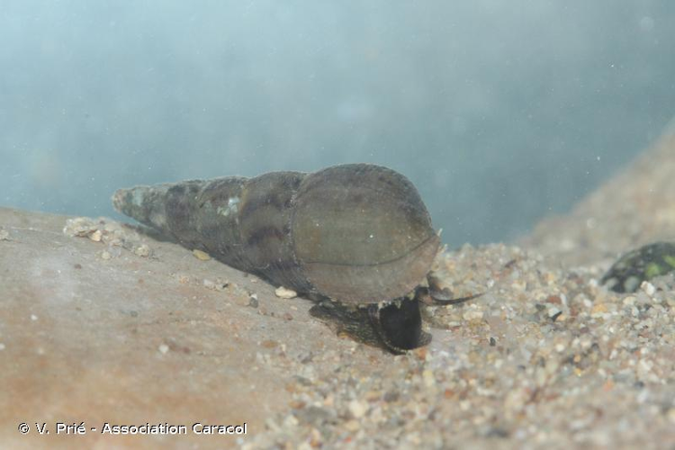 <i>Melanoides tuberculata</i> (O.F. Müller, 1774) &copy; V. Prié - Association Caracol