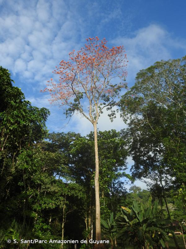 <i>Erythrina poeppigiana</i> (Walp.) O.F.Cook, 1901 &copy; S. Sant/Parc Amazonien de Guyane