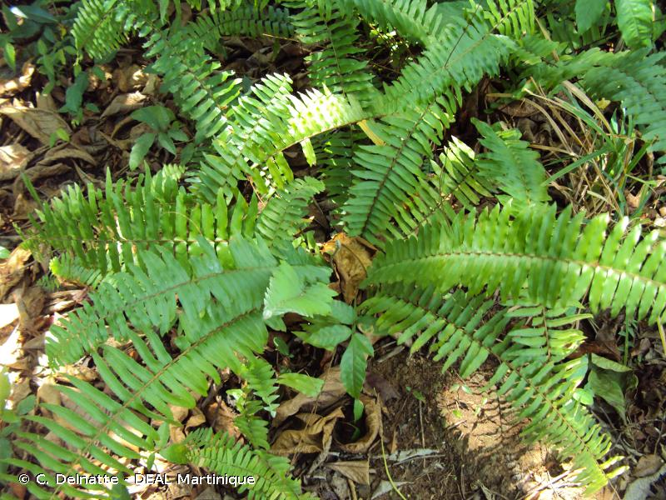 <i>Nephrolepis biserrata</i> (Sw.) Schott, 1834 &copy; C. Delnatte - DEAL Martinique