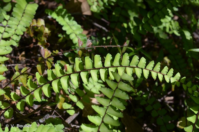 <i>Adiantum rhizophorum</i> Sw., 1806 &copy; V. Boullet