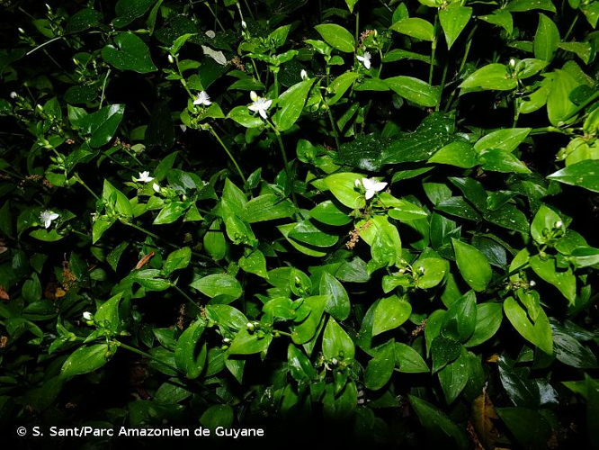 <i>Tradescantia fluminensis</i> Vell., 1829 &copy; S. Sant/Parc Amazonien de Guyane