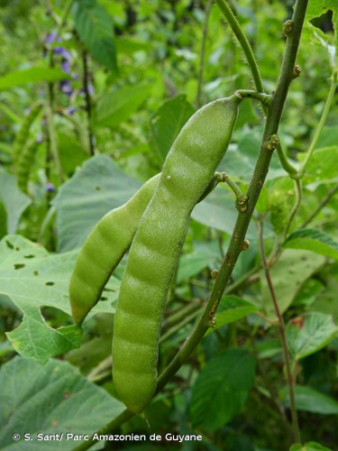 <i>Pachyrhizus erosus</i> (L.) Urb., 1905 &copy; S. Sant/ Parc Amazonien de Guyane