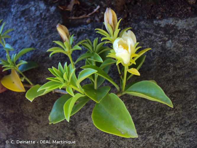 <i>Pereskia aculeata</i> Mill., 1768 &copy; C. Delnatte - DEAL Martinique