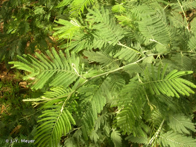 <i>Acacia dealbata</i> Link, 1822 &copy; J.-Y. Meyer